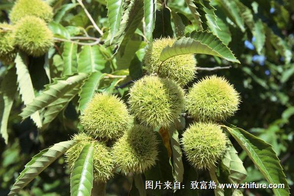 北方板栗品种有哪些