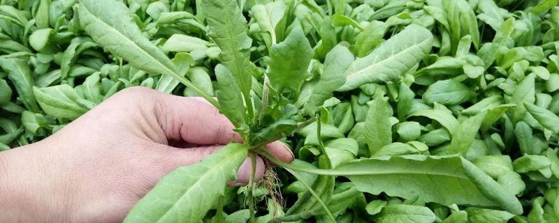 荠菜病虫害防治方法