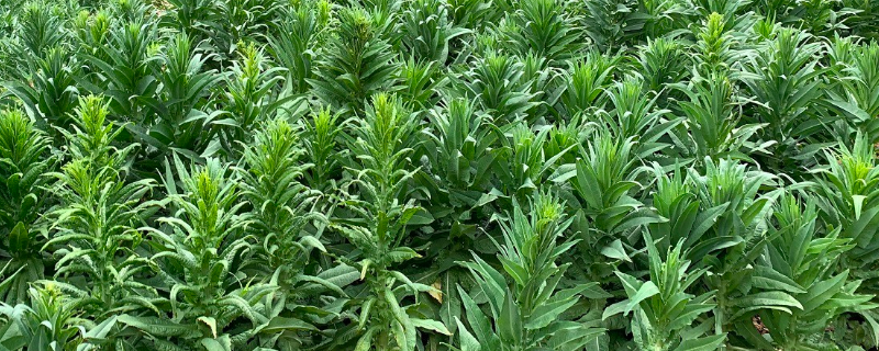 贡菜产地在哪里?贡菜要怎么泡头发