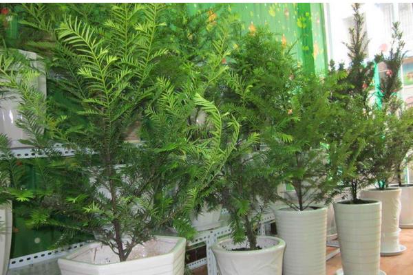 如何种植红豆杉种子