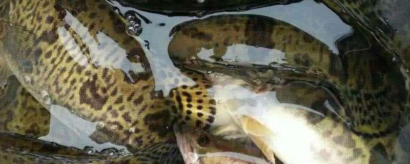 柑鱼常见的品种有哪些