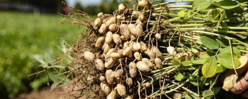 山东省哪里种花生面积大?几个月种植