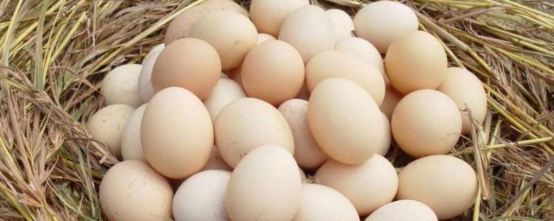 如何区分土蛋和饲料蛋?土蛋一般偏小