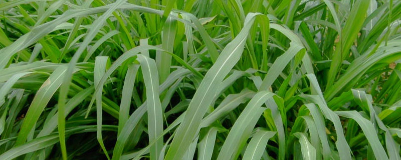 什么是优质牧草品种