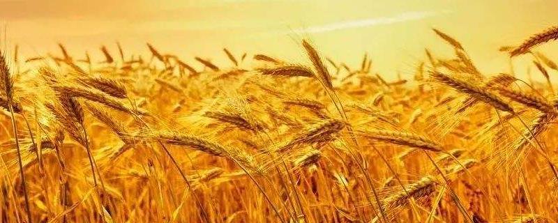 东北早熟小麦品种有哪些?什么时候适合在东北种植小麦