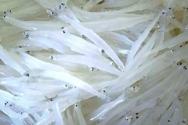 短吻银鱼的分布区域在哪里?太湖银鱼点是什么