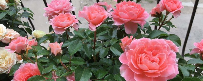 月季嫁接芽什么时候会发芽?发芽后如何保养