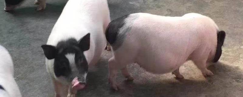 中国家猪品种